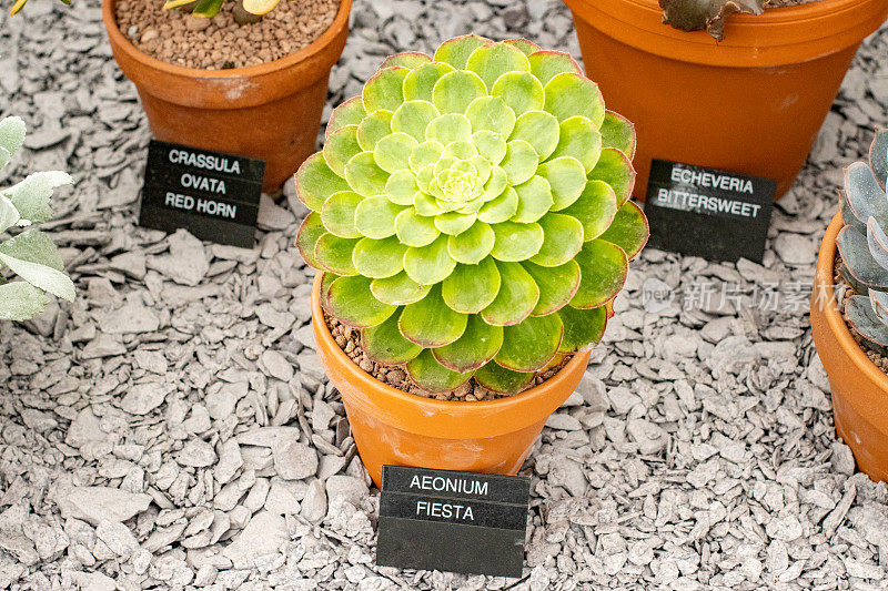 英国伦敦的Aeonium Fiesta